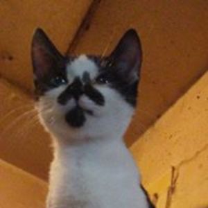 dashablade_do avatar