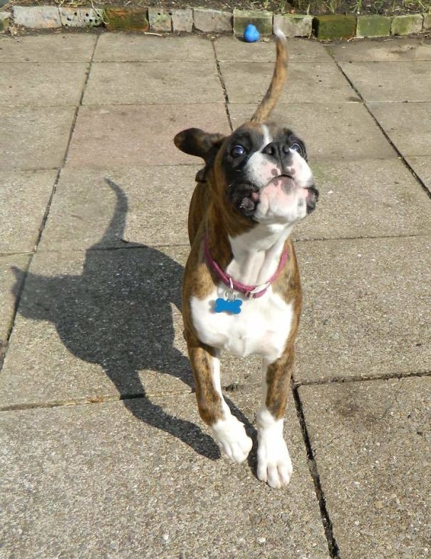 The Dog Made A Cat Shaped Shadow