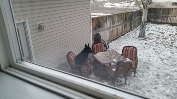 This Is How I Found My Dog Today