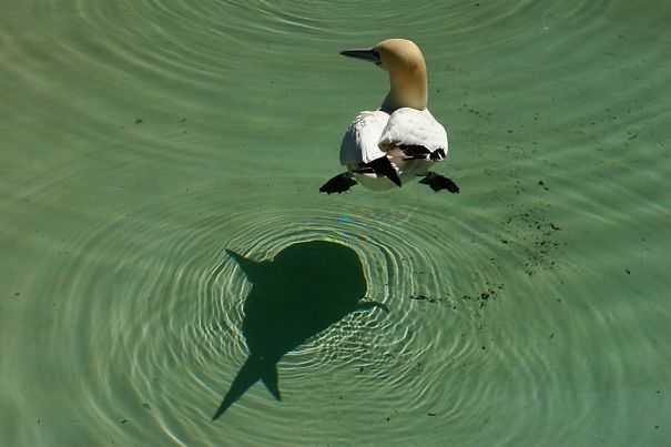 Bird Casts A Shadow That Looks Like A Fish