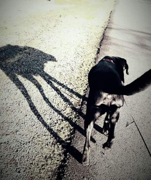 My Friend's Dog Has An At-at Shadow