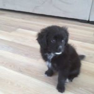 gregcostello2000 avatar