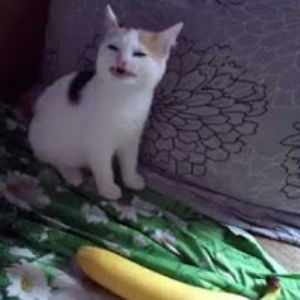 sittingunderawalnuttree avatar