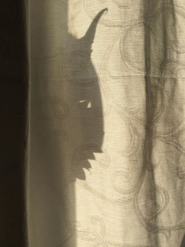 The Shadow From еру Sunflowers On The Windowsill Looks Like The Devil