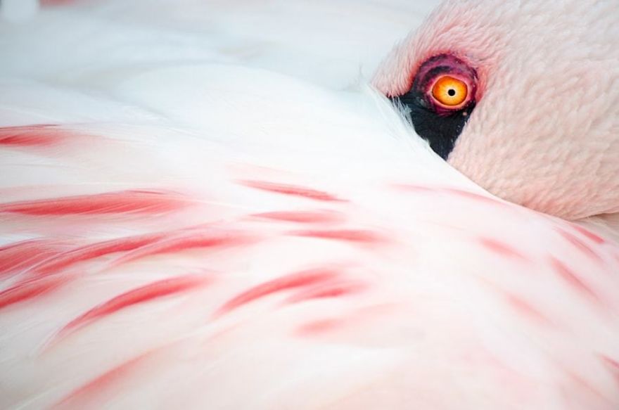 Pink-flamingo-day-2017