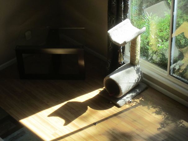 Shadow From This Scratching Post Looks Like A Cat
