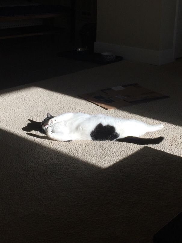 My Cats Shadow Looks Like A Dog Raising Its Paw