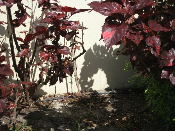 Found A Shadow That Looks Like A Horse