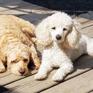 ladyteddybearrosebud avatar