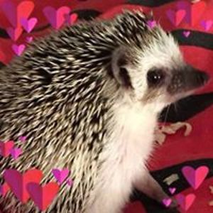 lillianlovegood avatar