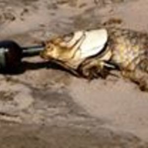 truthhurtsunfortunately avatar