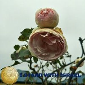 petahills_147 avatar