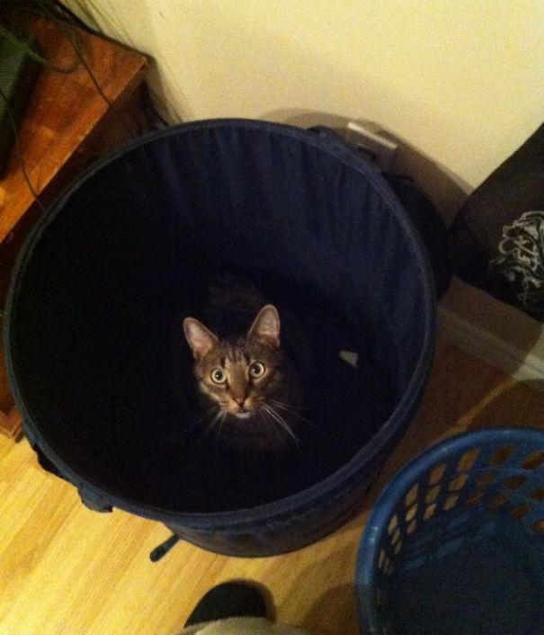 He Likes To Jump In The Hamper And Steal My Socks. I Caught Him In The Act