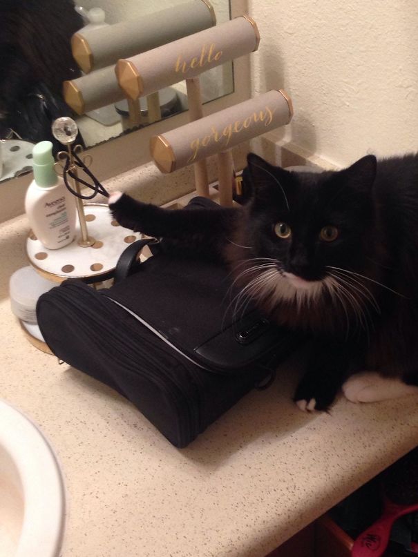 He Was Always Stealing Hair Ties So I Set A Trap. Caught Him Red Handed