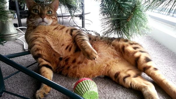 Caught This Little Ornament Thief Red Handed