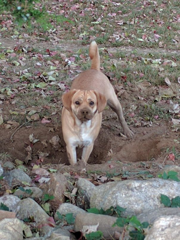 Caught Red Handed Digging In The Yard