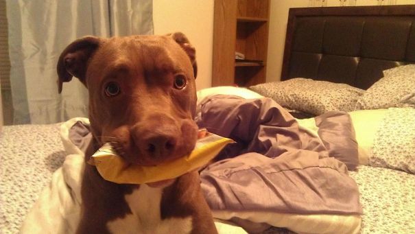 My Dog Snatched A Bag Of Lays From The Counter Top, And I Caught Her Red Handed
