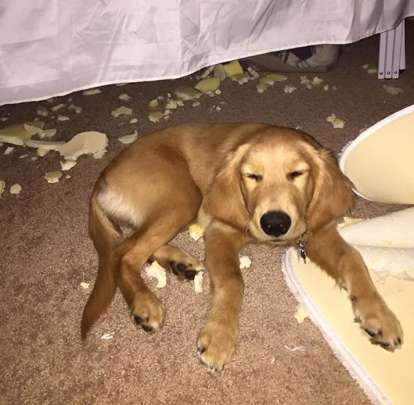 When Your Dog Gets Caught Chewing Up Her Bed And Pretends To Be Invisible