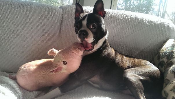 Caught My Puppy Trying To Make Out With His Stuffed Pig