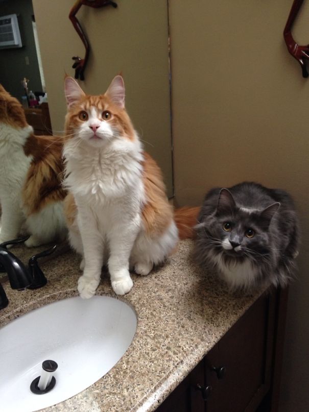 Couldn't Figure Out Who Kept Stealing The Sink Drain, Until I Saw This. Caught Red Handed