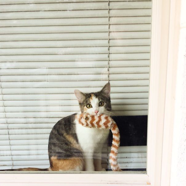 I Caught Peaches Threatening The Neighborhood Squirrels The Other Day