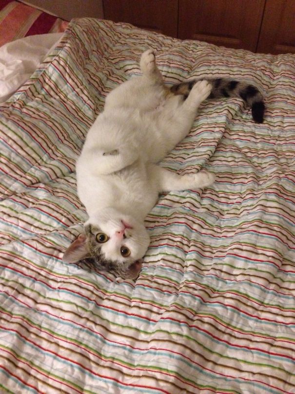 Cat Not Allowed On My Bed. Her Face When I Caught Her There