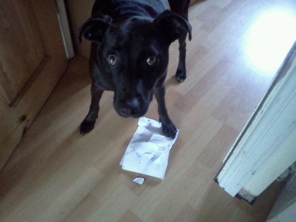 I Caught My Dog Eating My Brother's Homework