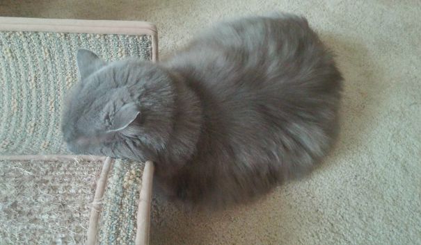 I Caught My Cat Drinking Out Of The Toilet. He Ran Upstairs And I Found Him Like This