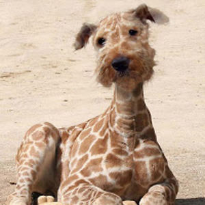 dominiquebenracassa avatar