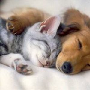 isabellerenfield avatar