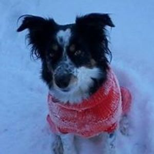 amgreetingsbuffalo avatar