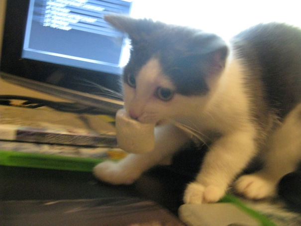 My Cat Stealing A Marshmallow