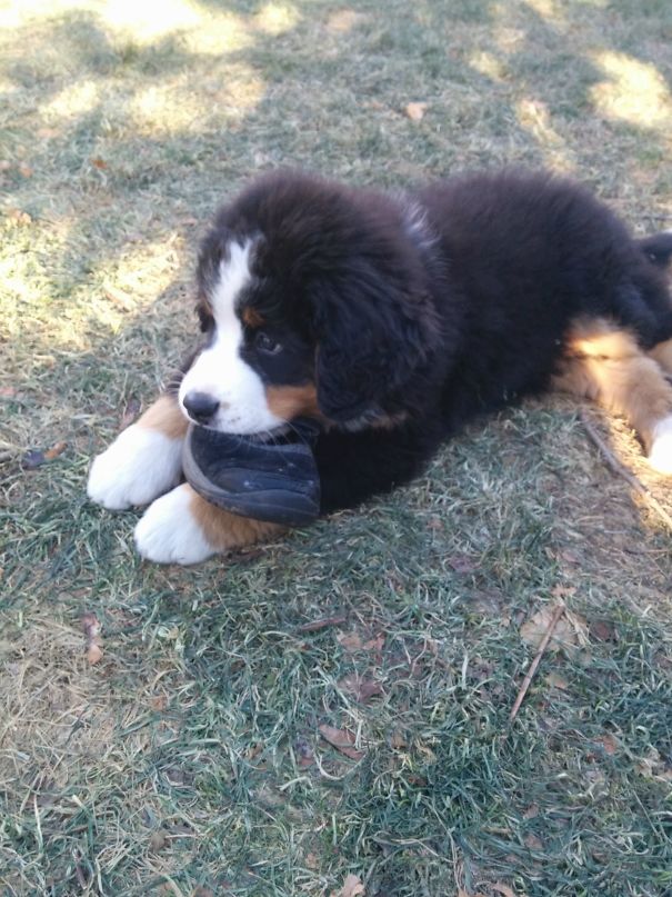 After Stealing His First Shoe