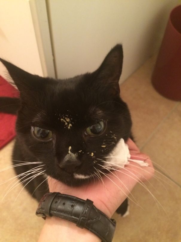 My Cat Got Caught Stealing My Queso And He Is So Disappointed In Himself