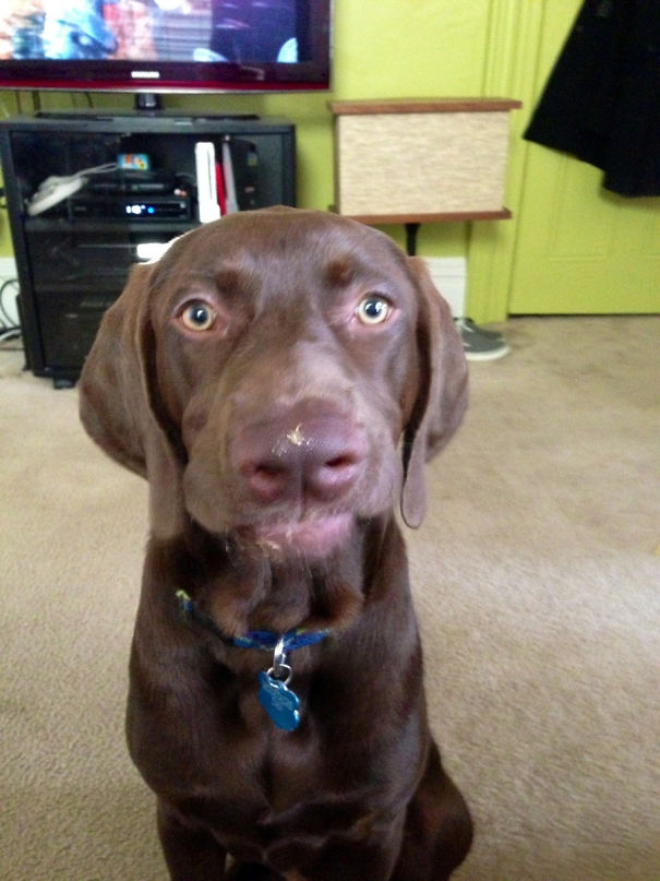 Got This Smug Face When I Caught Him Stealing Some Of My Peanut Butter