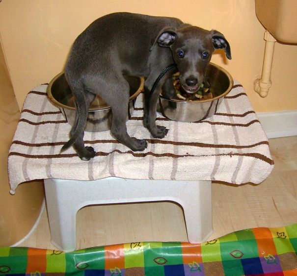 My Puppy Stealing The Big Dog's Food