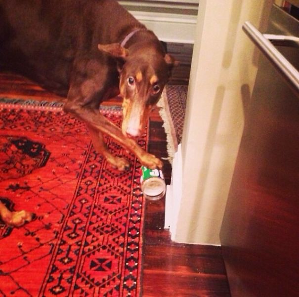 Caught My Doberman Stealing Some Of My Peanut Butter