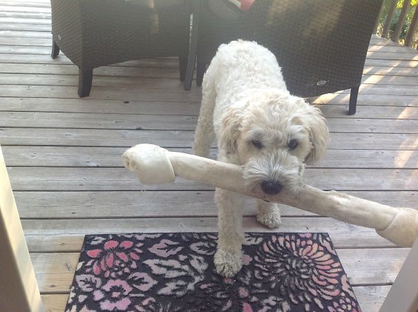 My Dog Keeps Stealing The Neighbor Dog's Toys