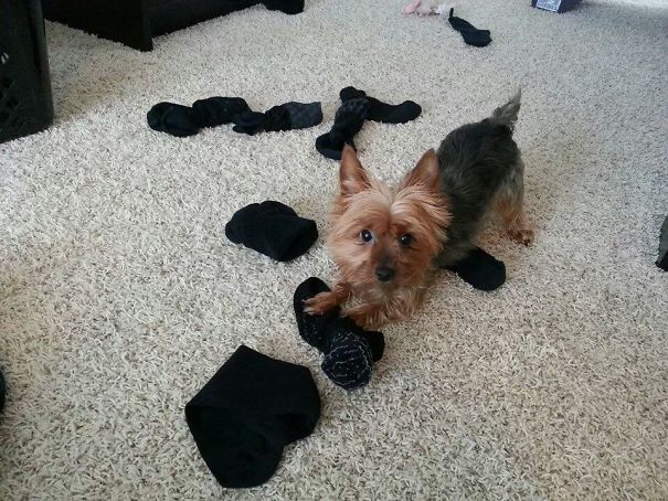 My Little Sock Stealing Nugget