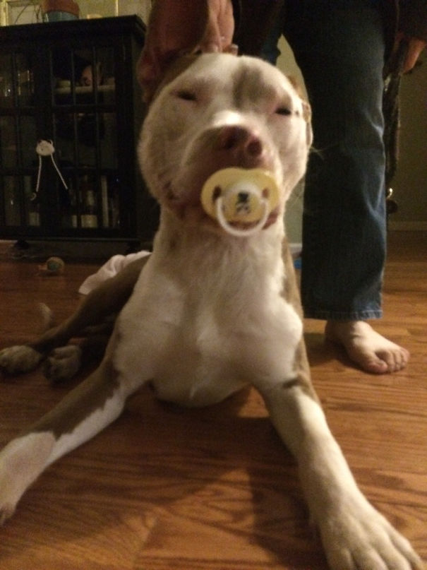 Our Neighbors Dog Sprocket Tried Stealing Our Daughters Binky