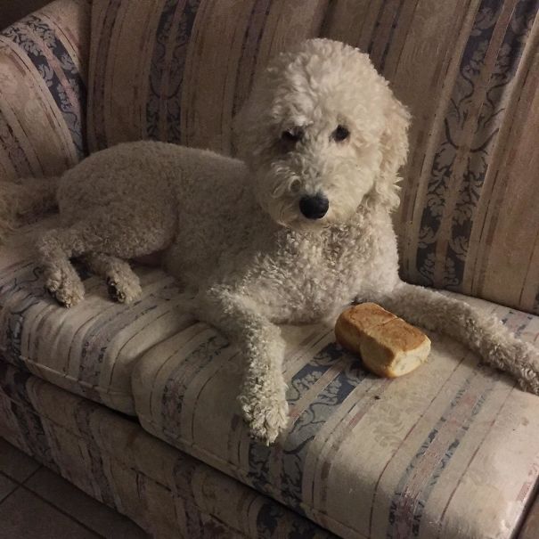 Always Stealing Bread, But Never Eats It