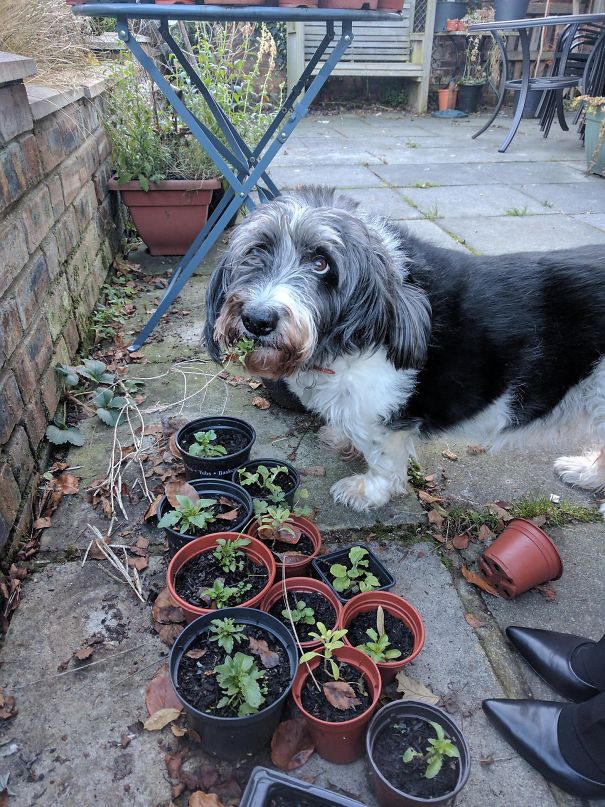 Something Has Been Eating The Plants In The Garden. Today We Caught The Culprit Red-Handed