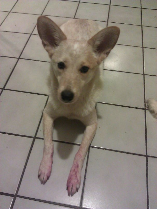 We Came Home To Find That One Of The Dogs Had Eaten A Red Pen. However, We Couldn't Figure Out Who It Was... That Is, Until We Caught Kitsu Red-Handed.