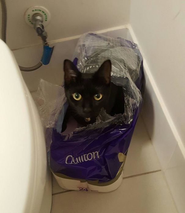 Caught Red Handed Shredding The Quilton