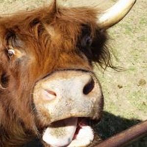 jerrellheadred avatar