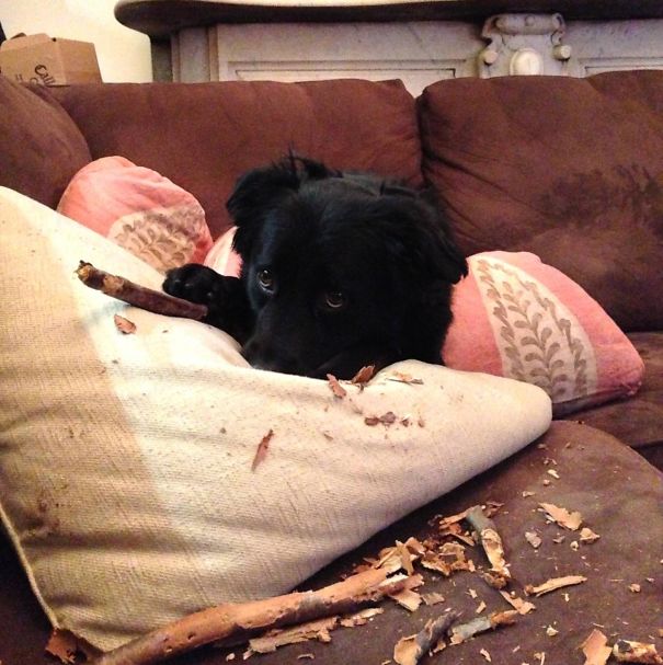 My Pup Just Got Seriously Busted, And He Knows It