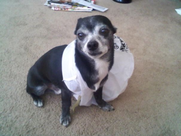 This Is How I Found My Dog Buzz After He Was Busted Getting Into The Trash