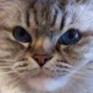 paintedpeonyfb avatar