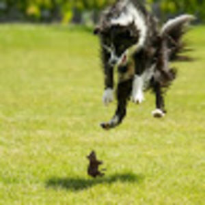 fionadelmenico_2 avatar