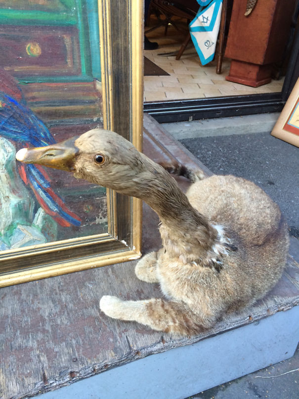 I Found A Strange Hybrid Animal In A Paris Market
